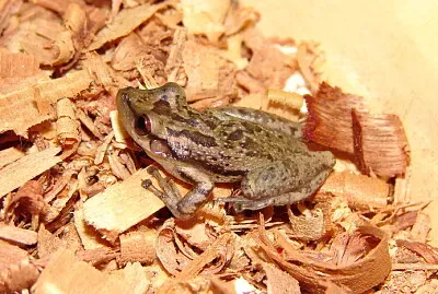 Scinax scupidatus