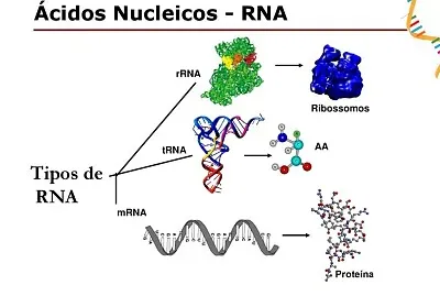 RNA