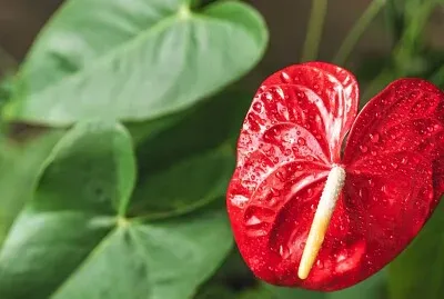 Anturio jigsaw puzzle