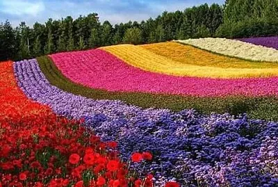 paisaje de flores coloridas