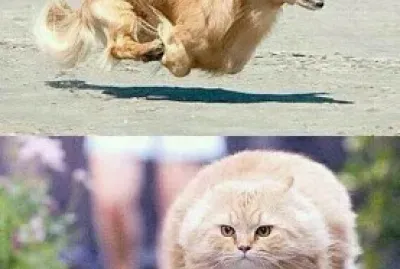 funny memes