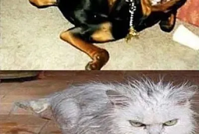 Funny animal memes