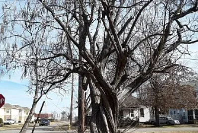 פאזל של A tree in Fort Smith, AR