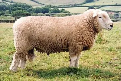 Devon closewool