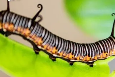 CARACOL