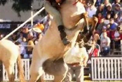 Gaucho en Doma