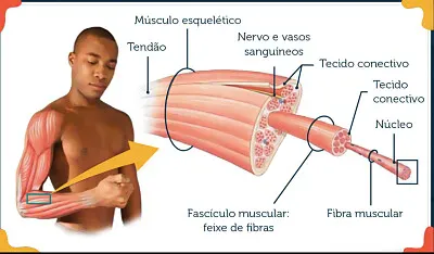 fisiológicas do músculo com aumento da forçaFerra