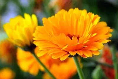 Calendula jigsaw puzzle