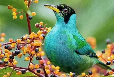 Blue Bird