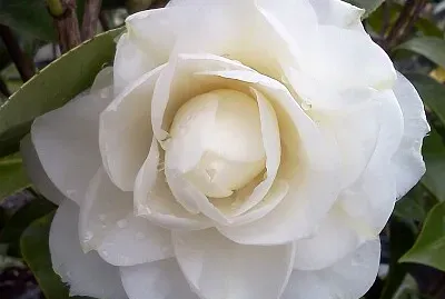 Camelia jigsaw puzzle