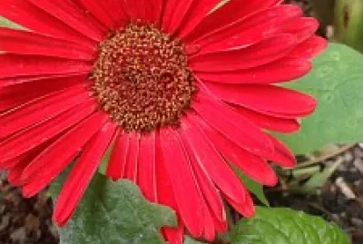 GÉRBERA ROSA