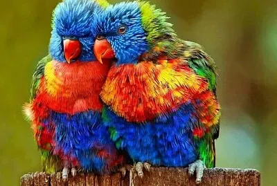 Birds