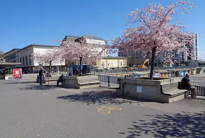 Neuchatel cerisier du Japon