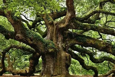 UNA MERAVIGLIA DELLA NATURA jigsaw puzzle