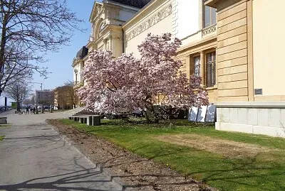 Neuchâtel magnolia MAH