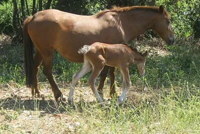 yegua y cría