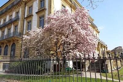 Neuchâtel Magnolia BCN