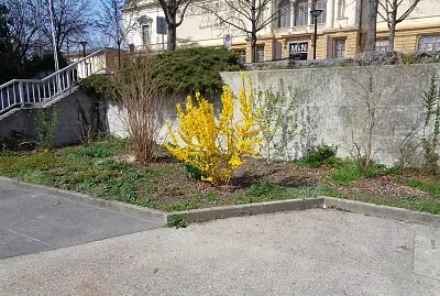 Neuchâtel forsythia Port jigsaw puzzle