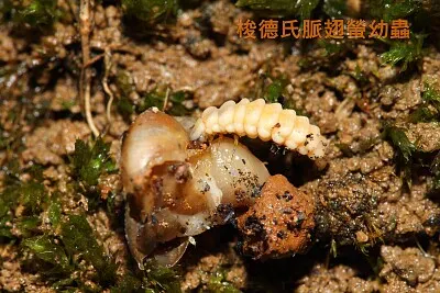 פאזל של 梭德氏脈翅螢幼蟲吃蝸牛