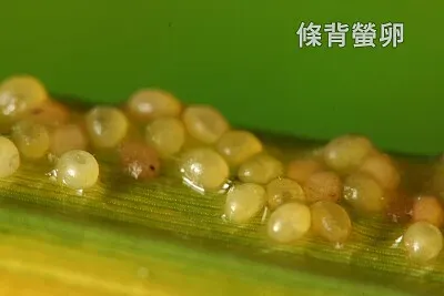 פאזל של 產在葉子背面的條背螢卵