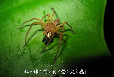 蜘蛛捕食螢火蟲