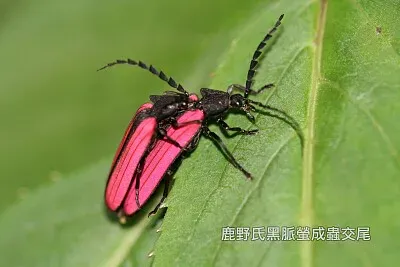 פאזל של 鹿野氏黑脈螢成蟲交尾