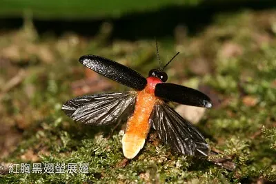 פאזל של 紅胸黑翅螢展翅