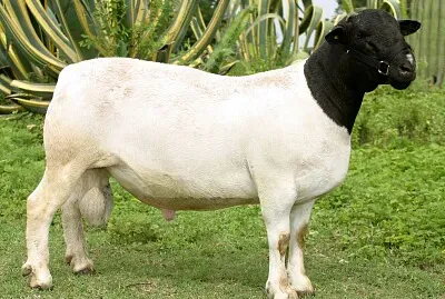 Pecoraa blackead persian