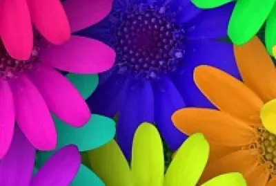 colorful flowers