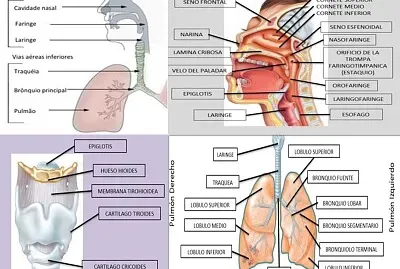 SISTEMA RESPIRATORIO jigsaw puzzle