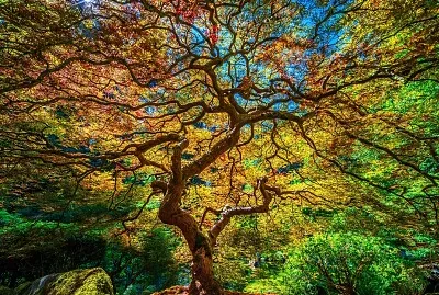 Árvore frondosa jigsaw puzzle