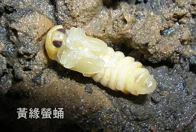 פאזל של 黃緣螢蛹特寫