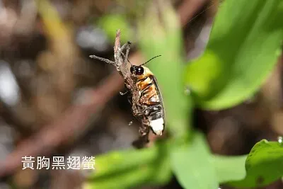 黃胸黑翅螢成蟲