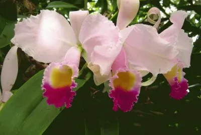 Flores de mi pueblo
