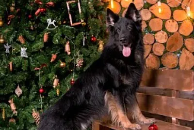Cachorro jigsaw puzzle