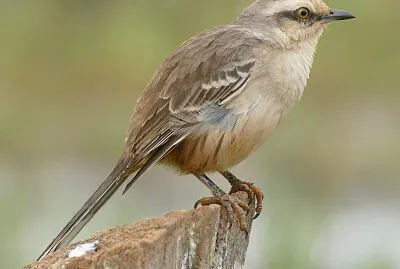 Aves del parque del jardin