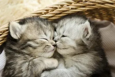 dos gatitos durmiendo juntos