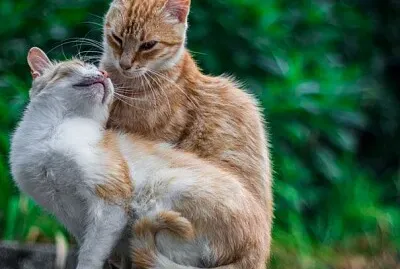 dos gatos hermosos juntos