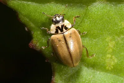 Aphidecta obliterara