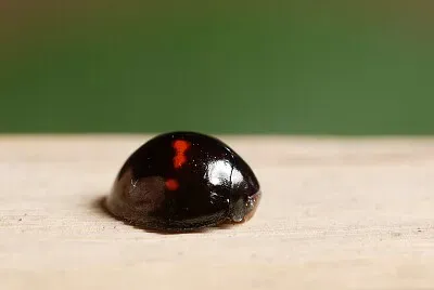 Chilocorus bipustulatus jigsaw puzzle