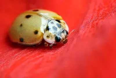 Coccinella a dieci macchie jigsaw puzzle