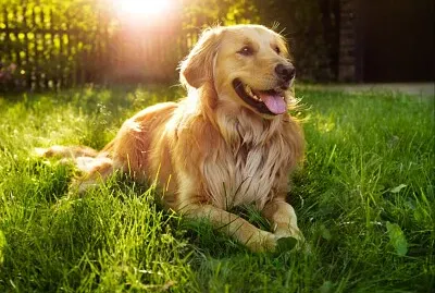 perro jigsaw puzzle