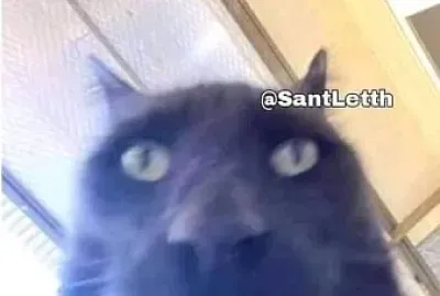 פאזל של Animales XD