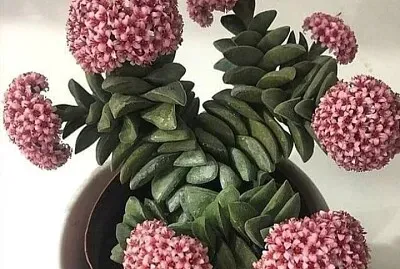 CENÁRIO K518 jigsaw puzzle