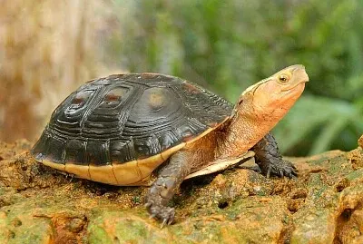 Scatola dai bordi gialli
