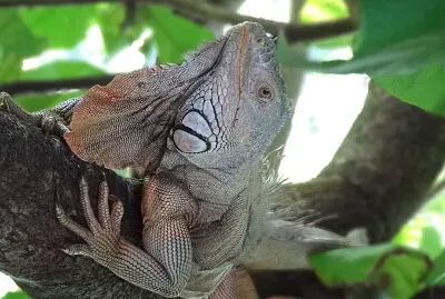 Iguana Macho Carmen Campeche México