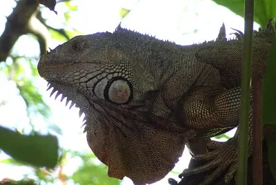 Iguana verde al acecho