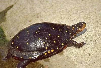 Scatola punteggiata