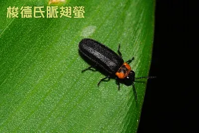 梭德氏脈翅螢