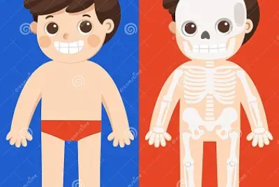 Quebra - cabeça  do corpo Encaixe as peças com atenção